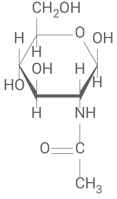 Chemische Struktur von N‑Acetylglucosamin: Hexosering mit OH‑Gruppen und Acetamid‑Seitenkette